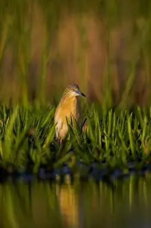 Squacco Heron (Ardeola ralloides) in the Danube Delta Europe, Eastern Europe, Romania