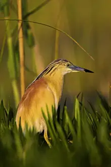 Squacco Heron (Ardeola ralloides) in the Danube Delta Europe, Eastern Europe, Romania