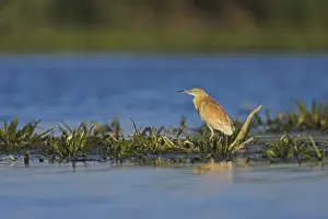Images Dated 22nd May 2006: Squacco Heron (Ardeola ralloides) in the Danube Delta Europe, Eastern Europe, Romania