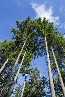 Images Dated 10th March 2019: Squak Mountain State Park, Issaquah, Washington State, USA
