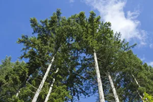 Pseudotsuga Menziesii Prints: Squak Mountain State Park, Issaquah, Washington State, USA