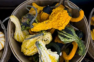 Images Dated 9th October 2008: Squash at market Montreal, Quebec