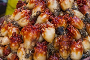 Images Dated 24th May 2011: Squid for sale at the fish markeet in Busan, South Korea