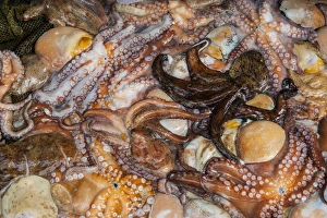 Seafood Prints: Squid for sale in the modern fish market in Busan, South Korea