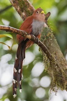 Images Dated 1st April 2021: Squirrel cuckoo