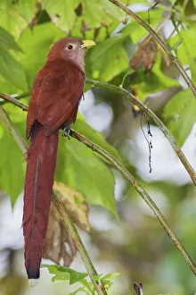 Squirrel cuckoo