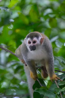 Squirrel monkey in the forest, Costa Rica