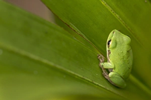 Images Dated 30th January 2012: Squirrel tree frog, Everglades National Park, Florida