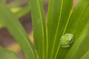 Images Dated 30th January 2012: Squirrel tree frog in palmetto, Everglades National Park, Florida