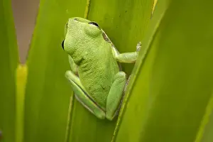 Palmetto Prints: Squirrel tree frog in palmetto, Everglades National Park, Florida