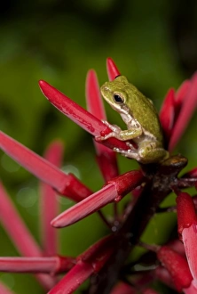 Images Dated 2nd April 2008: Squirrel treefrog on coral bean, Hyla squirella, Texas coastline