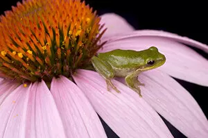 Images Dated 15th October 2004: Squirrel treefrog on echinacea flower, Hyla squirella, Central Florida backyard