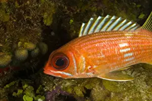Barrier Reef Prints: Squirrelfish (Holocentrus rufus) Hol Chan Marine Preserve, Belize Barrier Reef-2nd