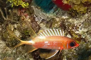 Images Dated 12th March 2007: Squirrelfish, Utila, North Side, Bay Islands, Honduras, Central America