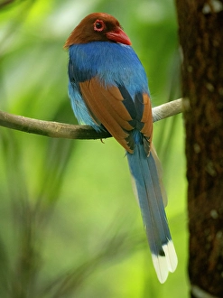 Prints of Sri Lanka blue magpie, Sri Lanka, South Asia Images Dated 2024 December: Sri Lanka blue magpie, Sri Lanka, South Asia