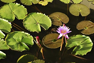 Sri Lanka Prints: Sri Lanka, Dambulla, Water Lily (Nymphaeaceae)