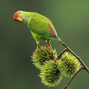 Sri Lanka Prints: Sri Lanka hanging parrot, Sri Lanka, South Asia