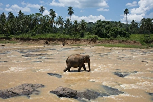 Images Dated 11th April 2015: Sri Lanka, Pinnawela Elephant Orphanage, est. in 1975 by the Wildlife Department