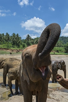 Riverfront Prints: Sri Lanka, Pinnawela Elephant Orphanage, est. in 1975 by the Wildlife Department