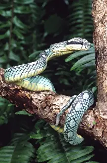 Viper Prints: Sri Lankan Palm Viper, Trimeresurus trigonocephalus, Native to Sri Lanka