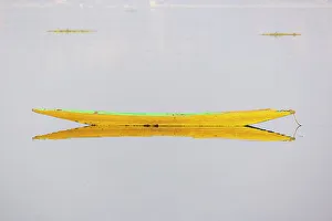 South Asia Prints: Srinagar, Jammu and Kashmir, India. Traditional yellow boat on a calm Lake Dal