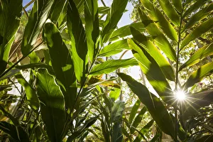 St. Kitts and Nevis, Nevis. Cole Hill, tropical plants