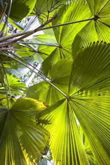 British Prints: St. Kitts and Nevis, Nevis. Cole Hill, tropical plants