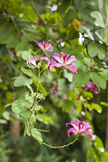 British Prints: St. Kitts and Nevis, St. Kitts. Molineux, tropical flowers