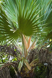 St. Kitts and Nevis, St. Kitts. Molineux, palm tree