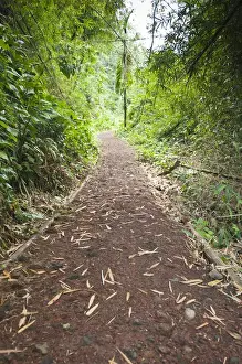 Vincent Prints: St. Vincent & The Grenadines. Hiking trail to Dark View Falls