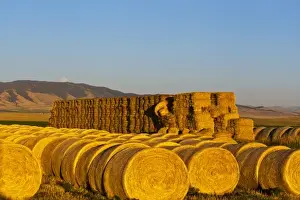 Images Dated 12th August 2011: Stacks of hay bales as full moon rises over the Castle Mountains at the Galt Ranch