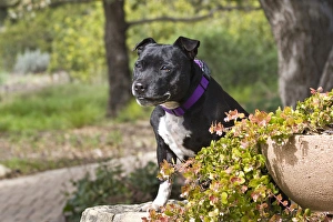 Companion Prints: A Staffordshire Bull Terrier sitting on a sandstone wall in a garden