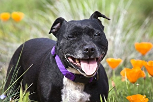 Companion Prints: Staffordshire Bull Terrier standing in a field of wild Poppy flowers