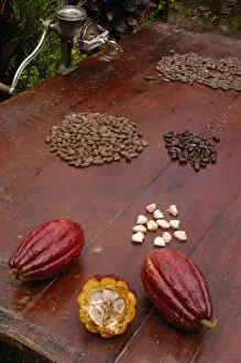 Images Dated 18th June 2005: Stages of chocolate production. Image shows whole cocoa pod (Theobroma cacao), split