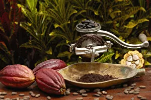 Stages of chocolate production. Image shows whole cocoa pod (Theobroma cacao), split