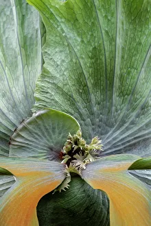 Epiphytic Prints: Staghorn fern detail