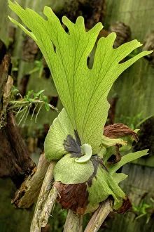 Lime Green Prints: Staghorn Fern