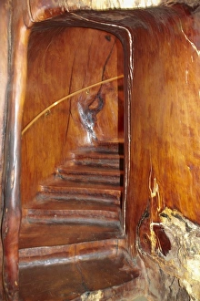 Giant Prints: Staircase inside a giant kauri tree, Ancient Kauri Kingdom, Awanui, near Kaitaia