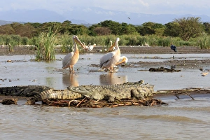 Images Dated 18th September 2014: Stalking crocodile. Lake Chamo. Ethiopia, Africa
