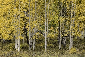 Colorado Prints: Stand of aspen trees and trunks in fall color, Uncompahgre National Forest, Sneffels Range