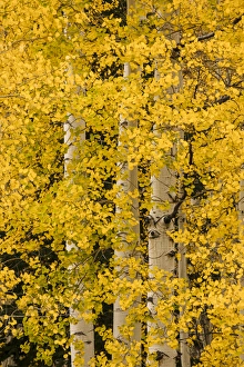 Images Dated 29th September 2016: Stand of aspen trees and trunks in fall color, Uncompahgre National Forest, Sneffels Range