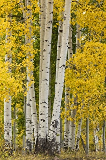 Images Dated 29th September 2016: Stand of aspen trees and trunks in fall color, Uncompahgre National Forest, Sneffels Range