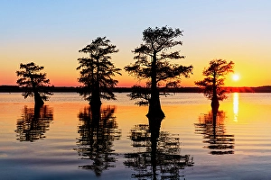 Images Dated 17th January 2024: Stand of bald cypress trees, silhouetted at sunrise, Caddo Lake, Texas