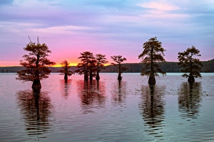 Images Dated 17th January 2024: Stand of bald cypress trees, silhouetted at sunrise, Caddo Lake, Texas