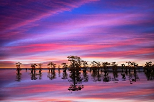 Images Dated 17th January 2024: Stand of bald cypress trees, silhouetted at sunrise, Caddo Lake, Texas