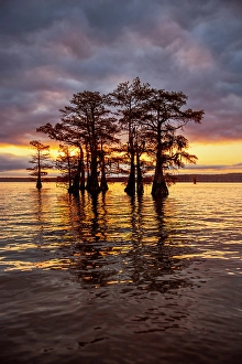 Images Dated 17th January 2024: Stand of bald cypress trees, silhouetted at sunrise, Caddo Lake, Texas