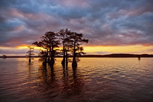 Images Dated 17th January 2024: Stand of bald cypress trees, silhouetted at sunrise, Caddo Lake, Texas