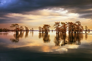 Images Dated 17th January 2024: Stand of bald cypress trees, silhouetted at sunrise, Caddo Lake, Texas