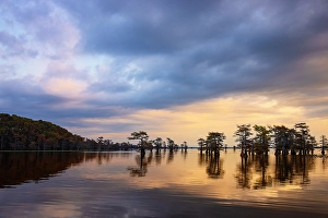 Images Dated 17th January 2024: Stand of bald cypress trees, silhouetted at sunrise, Caddo Lake, Texas