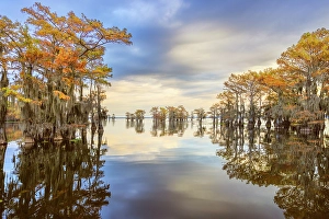 Images Dated 17th January 2024: Stand of bald cypress trees, silhouetted at sunrise, Caddo Lake, Texas